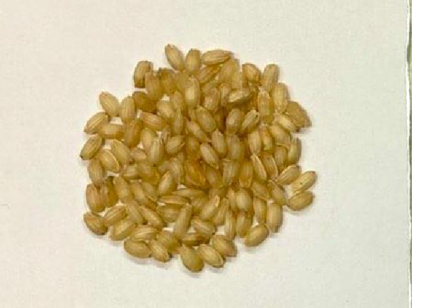 營養強化米:糙米雖營養但口感不佳，因此利用貢寮當地水梯田米以特殊技術使米的營養保留在胚乳中並脫殼，使其兼具口感及營養。(另開新視窗/png檔)