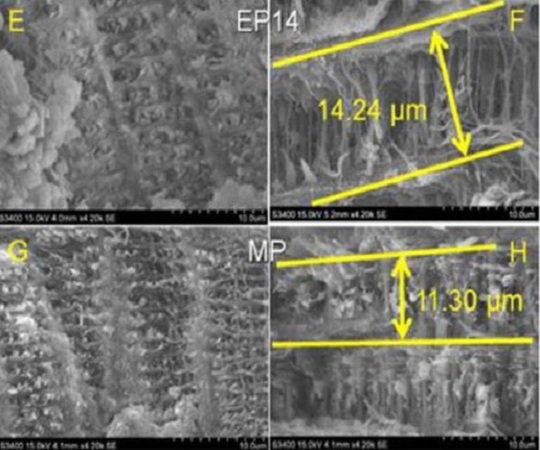 Crossed-sectional SEM micrographs of crab shells(另開新視窗/jpg檔)