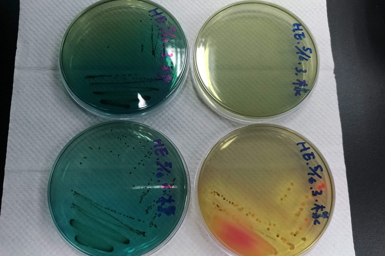 多彩多姿的微生物實驗課(另開新視窗/jpg檔)