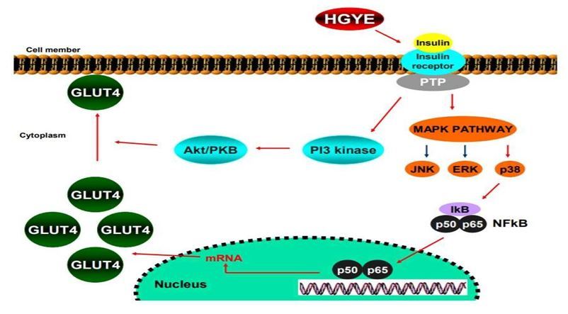 The proposed mechanism of glucose uptake of differentiated 3T3-L1  adipocytes by S. pastorianus no. 54 HGYE(另開新視窗/jpg檔)