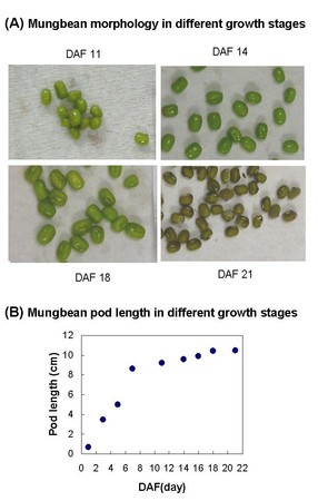 綠豆生長期蛋白體表現, 鑑定與功能推定(另開新視窗/jpg檔)