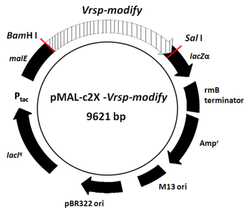 綠豆VrS重組酵素合成之線性葡聚醣產物分析--HPAEC-PAD chromatograms(另開新視窗/png檔)